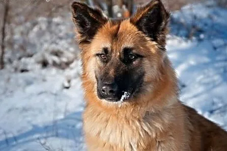 TOFFIE- młoda, kochana suczka do adopcji,  kujawsk