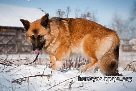 TOFFIE- młoda, kochana suczka do adopcji,  kujawsk