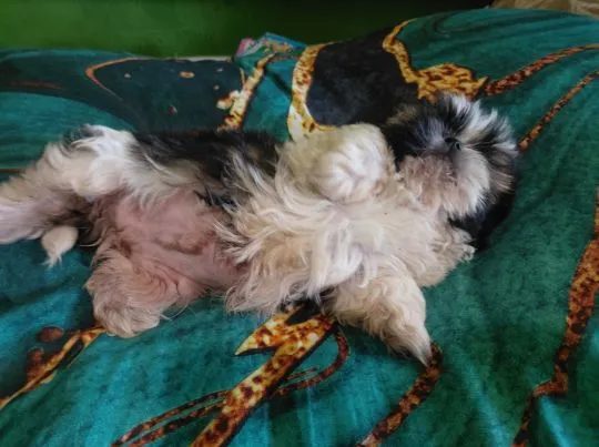 Bambik i Bruno szczeniaki  rasy Shih Tzu szukaja nowego domu, , Krośniewice