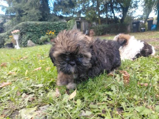 Bambik i Bruno szczeniaki  rasy Shih Tzu szukaja nowego domu, , Krośniewice
