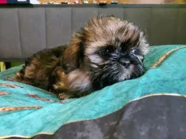Bambik i Bruno szczeniaki  rasy Shih Tzu szukaja nowego domu