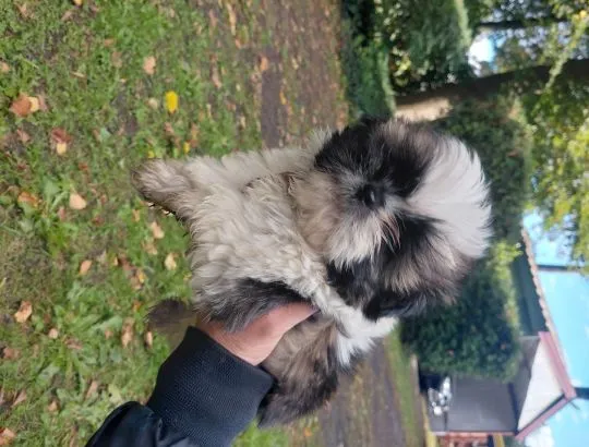 Bambik i Bruno szczeniaki  rasy Shih Tzu szukaja nowego domu, , Krośniewice