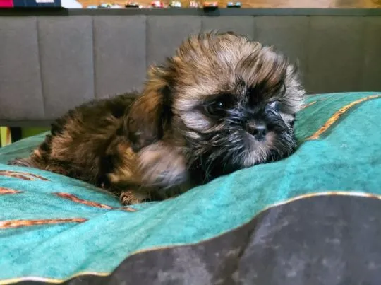 Bambik i Bruno szczeniaki  rasy Shih Tzu szukaja nowego domu
