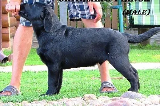 Sprzedawane szczenięta labrador od rodziców-mistrz