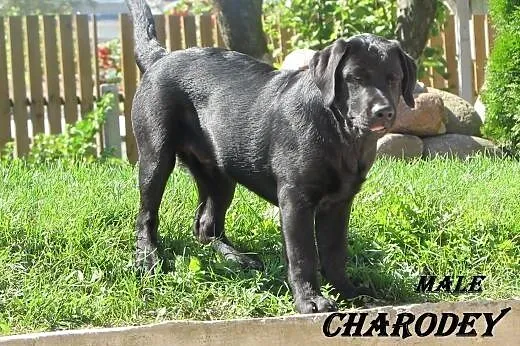 Sprzedawane szczenięta labrador od rodziców-mistrz