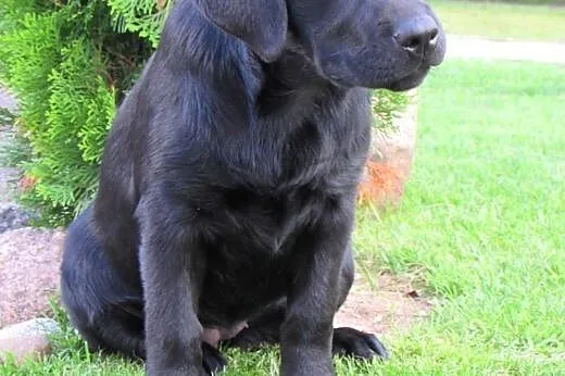 Sprzedawane szczenięta labrador od rodziców-mistrz