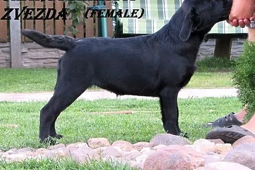 Sprzedawane szczenięta labrador od rodziców-mistrz