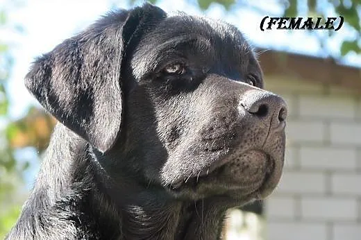 Sprzedawane szczenięta labrador od rodziców-mistrz