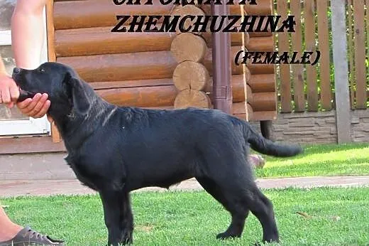 Sprzedawane szczenięta labrador od rodziców-mistrz