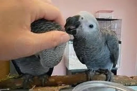 African Grey Parrots Available For Adoption Lamma 