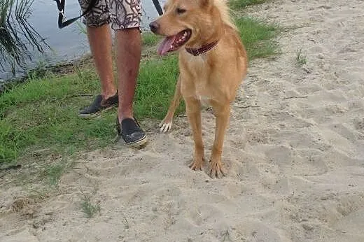 Rodi energiczny dwuletni psiak,  podkarpackie Tarn
