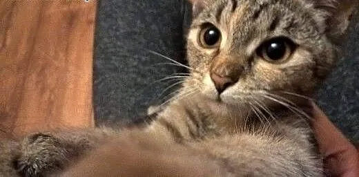 Kleo młoda kotka adopcja, śląskie Zabrze