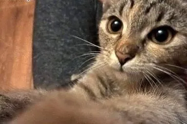 Kleo młoda kotka adopcja,  śląskie Zabrze