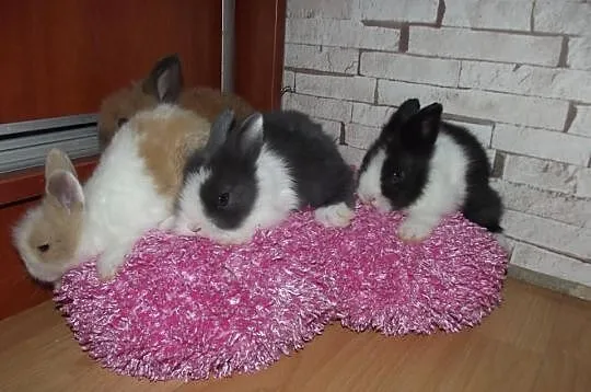 Króliczki,króliki karzełki teddy ,króliczki miniat