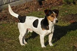 Jack Russell Terrier Reproduktor, Kościan