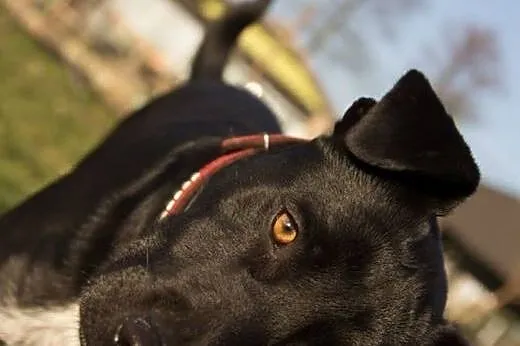 Duduś - dość już wycierpiał...,  łódzkie Łódź