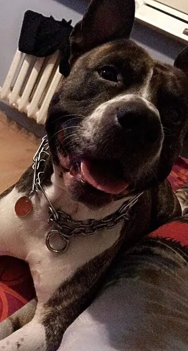 Oddam w dobre ręce pieska rasy amstaff, Podlaskie, Sejny