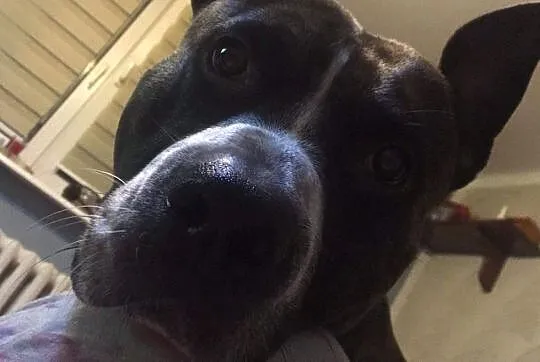 Oddam w dobre ręce pieska rasy amstaff, Podlaskie, Sejny
