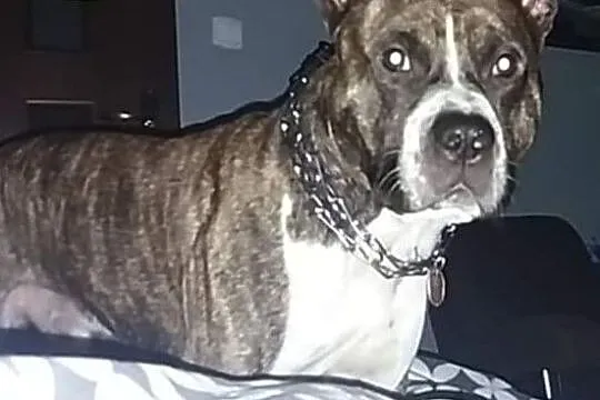 Oddam w dobre ręce pieska rasy amstaff, Podlaskie, Sejny