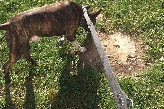 Oddam w dobre ręce pieska rasy amstaff, Podlaskie, Sejny