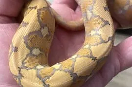 Purple Albinos Dwarf