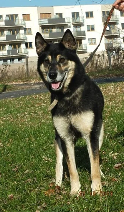 HERA mix HUSKY&OWCZAREK szuka domu, wielkopol