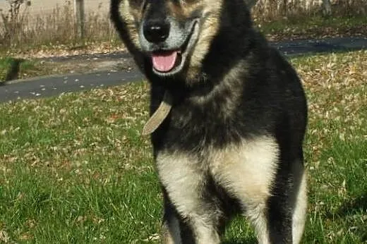 HERA mix HUSKY&OWCZAREK szuka domu,  wielkopol