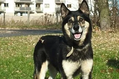 HERA mix HUSKY&OWCZAREK szuka domu,  wielkopol