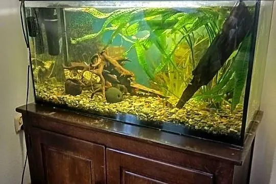 Akwarium 240 l, Podkarpackie, Łańcut