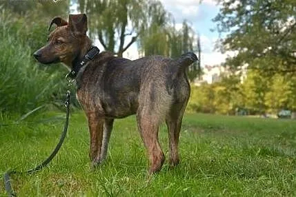 Śliczna 4,5mies.Tigra czeka na nowy dom! ,  mazowi