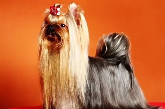 Champion of Serbia -reproduktor yorkshire terrier 