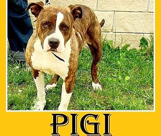Amstaff,suka 6 lat,spokojna,łagodna,pręgowana PIGI
