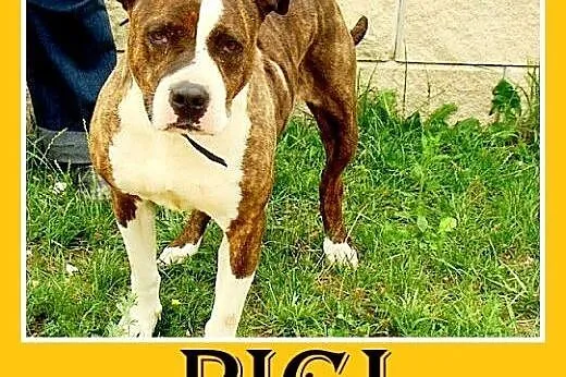 Amstaff,suka 6 lat,spokojna,łagodna,pręgowana PIGI