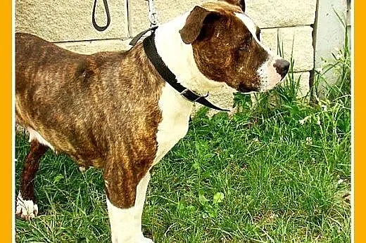 Amstaff,suka 6 lat,spokojna,łagodna,pręgowana PIGI