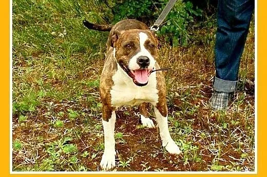Amstaff,suka 6 lat,spokojna,łagodna,pręgowana PIGI
