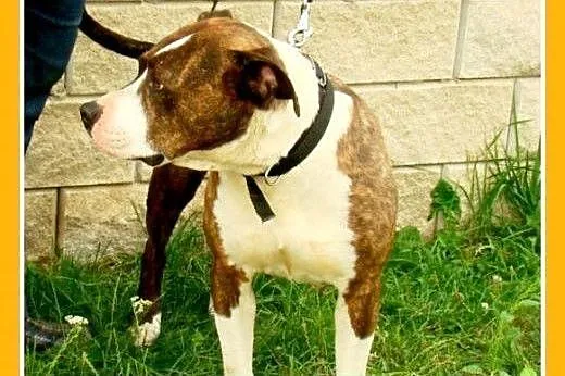 Amstaff,suka 6 lat,spokojna,łagodna,pręgowana PIGI