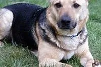 MARGA! sunia do adopcji!!,  pomorskie Gdańsk