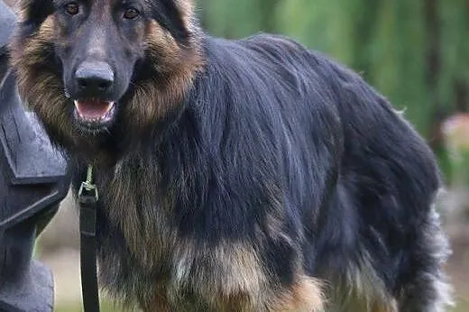 LAGHERTA - wystrzałowa brunetka do wzięcia,  mazow