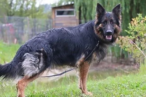 LAGHERTA - wystrzałowa brunetka do wzięcia,  mazow
