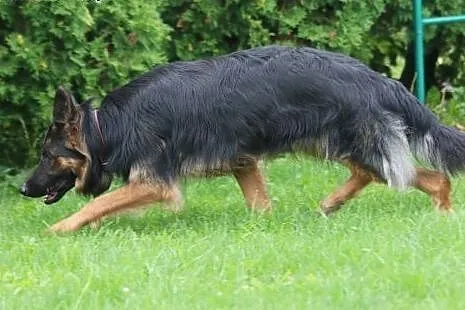 LAGHERTA - wystrzałowa brunetka do wzięcia,  mazow