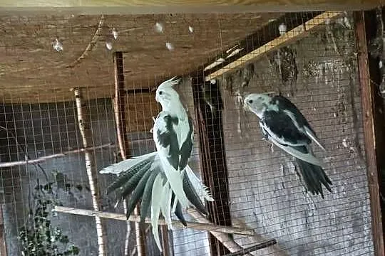 Sprzedam papugi, Wielkopolskie, Kalisz