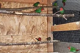 Papuziki czerwonolice , Racławiczki
