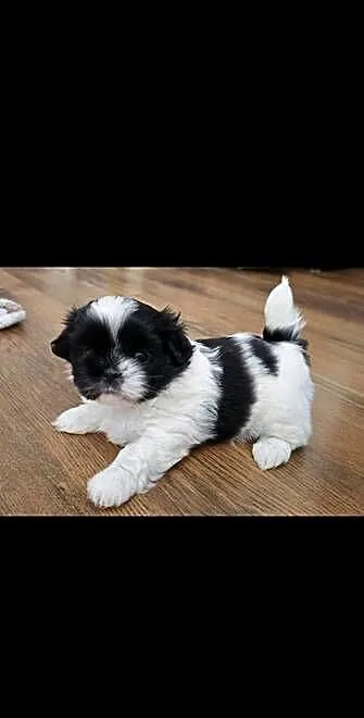 Urocze Shih Tzu, Zachodniopomorskie, Gryfino