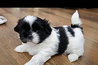 Urocze Shih Tzu