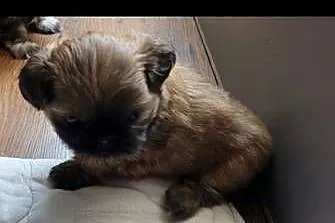 Urocze Shih Tzu, Zachodniopomorskie, Gryfino