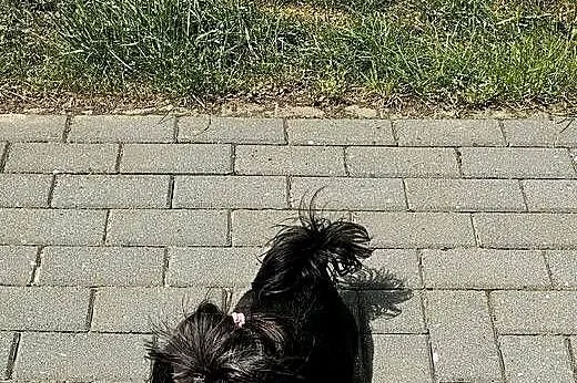 Urocze Shih Tzu, Zachodniopomorskie, Gryfino