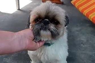 Urocze Shih Tzu, Zachodniopomorskie, Gryfino