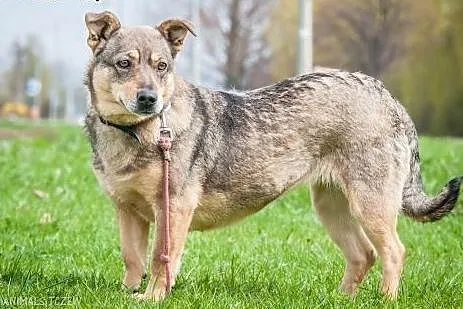 OTOZ Animals - Perełka - cudowna sunia, kundelkowe