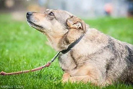 OTOZ Animals - Perełka - cudowna sunia, kundelkowe