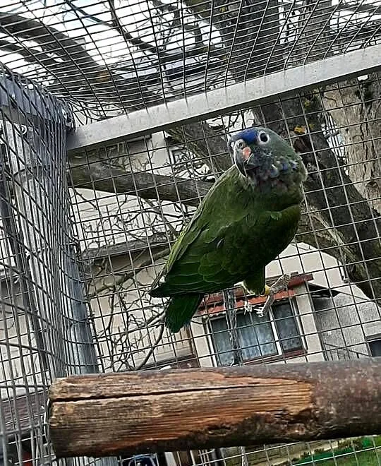 Piony niebieskogłowe, Małopolskie, Skała